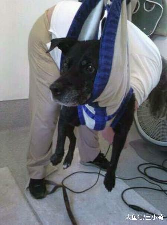 机智主人发明新式剪指甲神器，狗狗生无可恋，但没有任何反抗余地