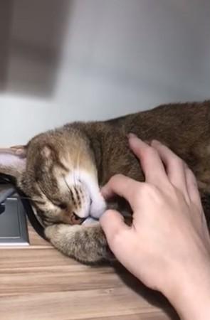 猫咪睡觉闻到主人手，立刻惊醒干呕，主人惊呆：我的手这么臭吗