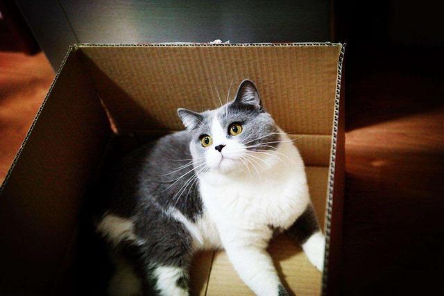 喵星人病了，鏟屎官給貓咪喂藥，貓咪委屈地不停的流眼淚