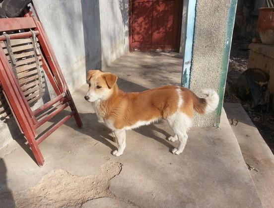 土狗妈妈每天带着自己的孩子守在家门口, 只为等待当兵的主人回家