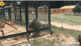 熊孩子丢石头比中指挑衅狒狒，下一秒狒狒怒了，回怼一个更大的，场面笑喷