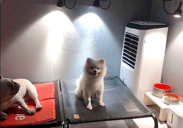 主人为爱犬打造豪华狗屋！网友：你们家还缺狗狗吗？单身的那种