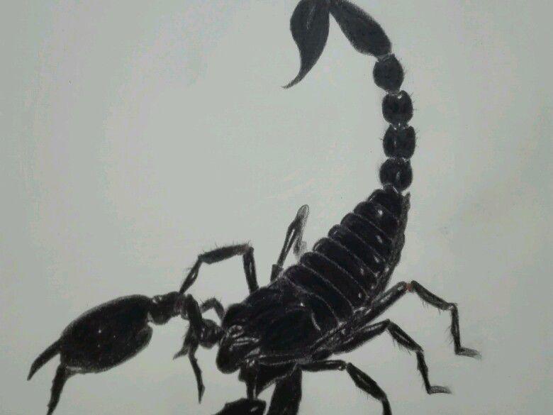 这种远古生物外形独特, 科学家研究它的化石后, 发现虾是它的远亲