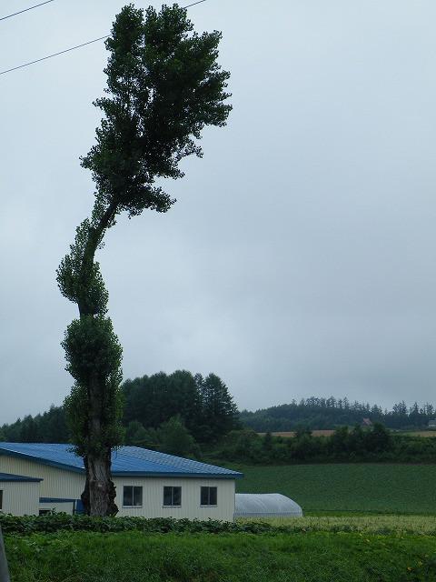陽だまり——北海道美瑛民宿