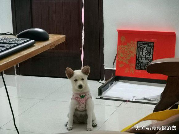 小狗在家还要被拴着，主要是它的破坏力太强，网友也没办法