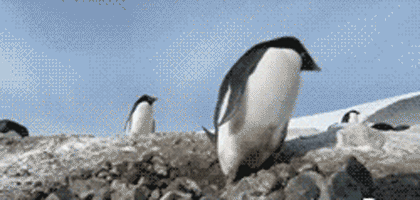 企鹅根本不是什么好鹅！不要被它蠢萌的外表骗到