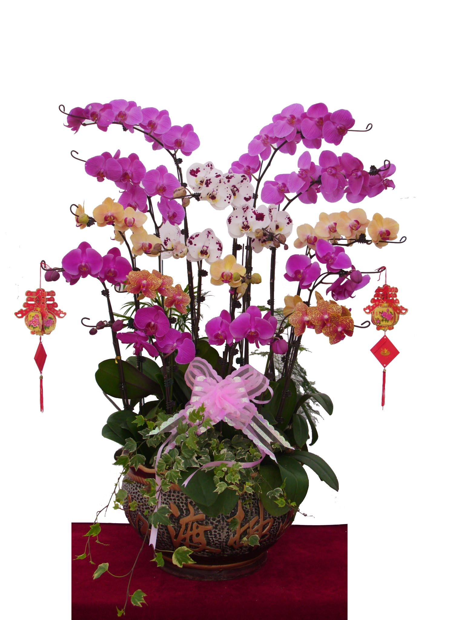 如何延长蝴蝶兰的花期？做好这几点就行了