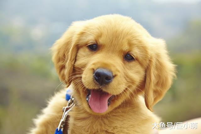 别指望靠项圈和牵绳控制狗狗，项圈牵绳用不对，狗狗气管会坍塌
