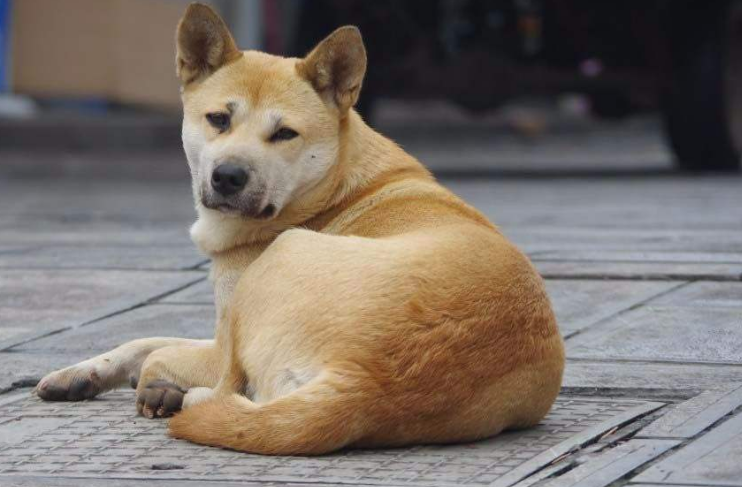忠诚护主全都有，看看你喜欢哪一款狗狗？