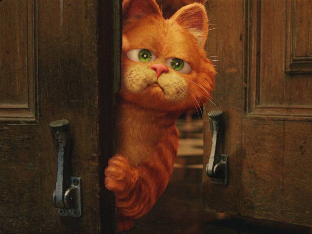 怎样去喂加菲猫，加菲猫才会胖起来呢？