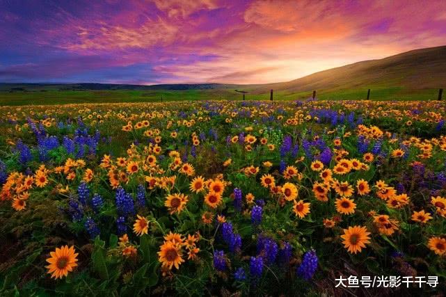 路边的野花你不要采，有了这些摄影技巧，我们可以完美拍摄下来