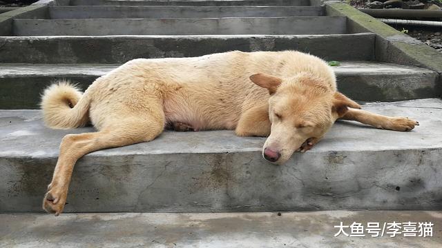 土狗为何不吃主人筷子上的肉？三点宠物犬饲养者所不了解的原因