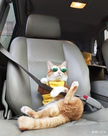墨镜猫翘脚坐副驾乖乖系安全带，让网友们看了大赞：你好棒