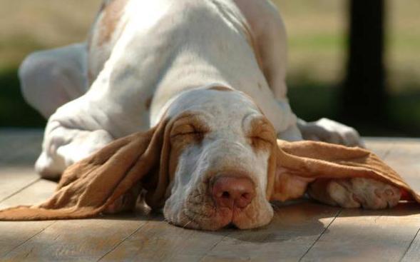 狗狗衰老的5个表现，说明它的生命进入“倒计时”！