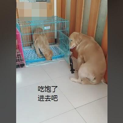 金毛被主人关进笼子, 狗妈心疼给它喂食, 最后又亲手把它送进笼里