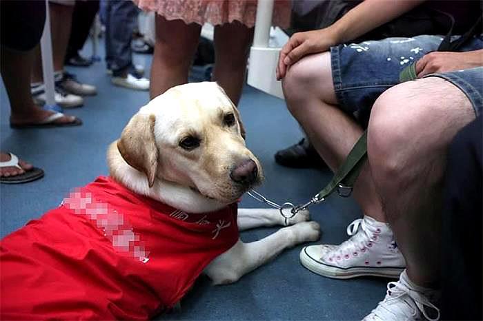 合肥首只导盲犬上公交受委屈，宠物犬与工作犬的区别你知道多少？
