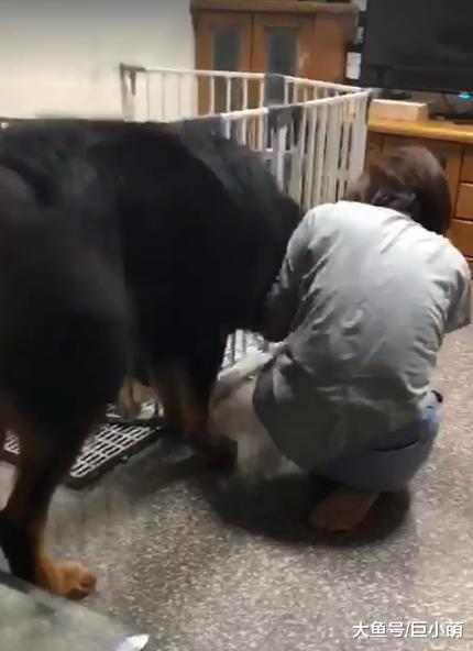 藏獒吃醋很吓人，拼命想往主人怀里钻，差点把主人给撞倒了