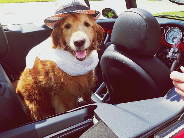 過年開車回家，狗狗應該放在哪里？狗狗乘車的5個正確做法