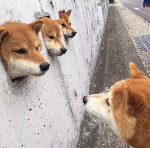 3只柴犬撑起的网红景点, 我能玩一辈子