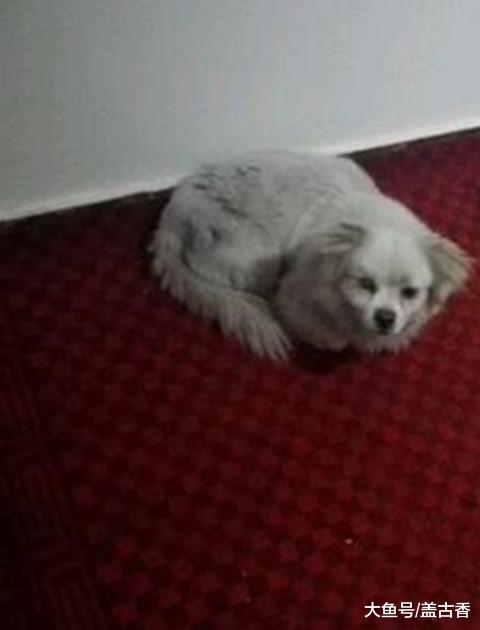 看到电梯旁窜过道黑影，还发着光把人吓得够呛，听到叫声才放下心