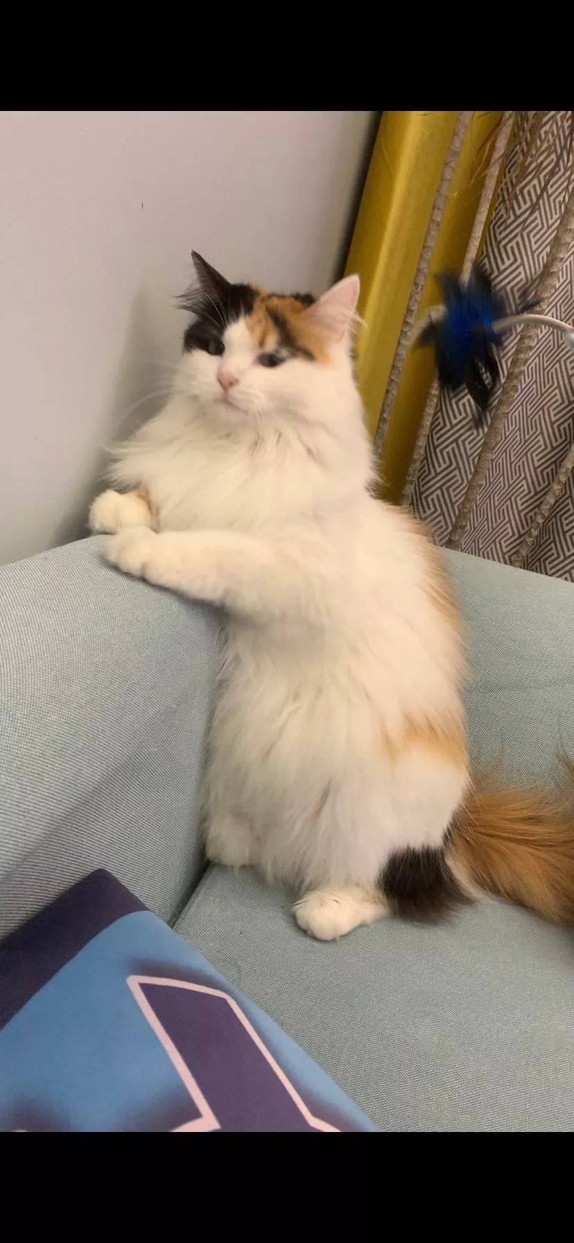 大肥猫钻进主人买的小屋却不高兴了，原因是因为塞不下去...