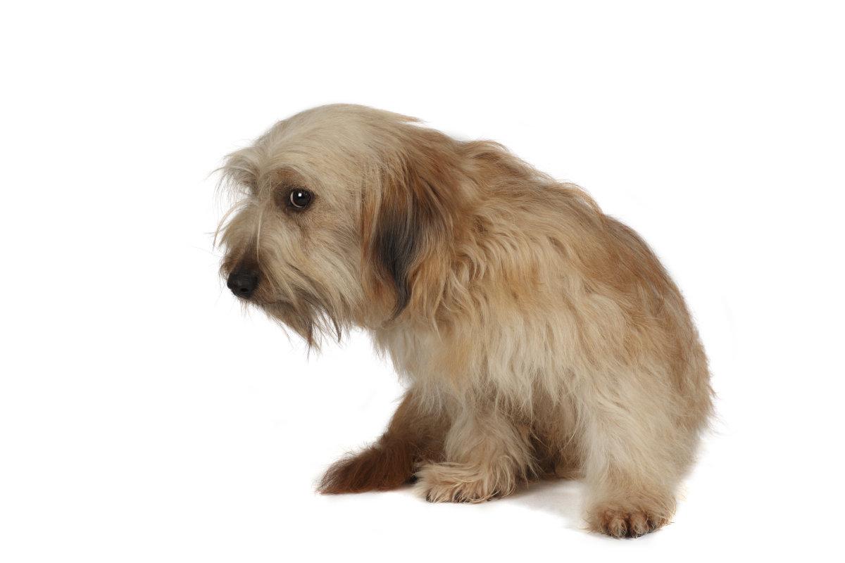 别轻易吓它! 这几个令狗子感到“恐惧”的因素, 你家狗中了吗?