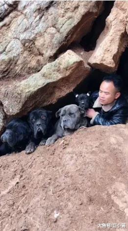 带3只狗狗散步，主人惨变“兵马俑”，主人：我做错了什么？