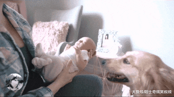 女主人告诉金毛，它们有“弟弟”了，结果把小主人当宝一样