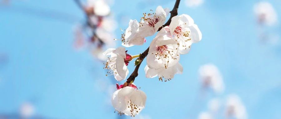 摄影技巧：三月初春，桃花盛开，怎么拍出好看桃花照片呢？