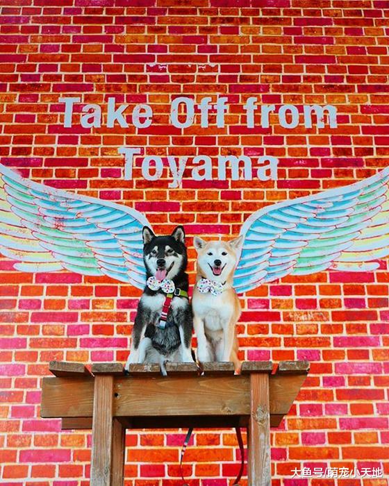 超可爱柴犬兄妹，带着疗愈笑容来融化每个人的心！