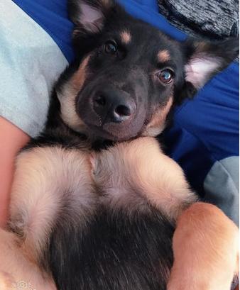 狗狗为了给主人换新家具，把床给拆了，主人：该红烧还是清蒸呢？