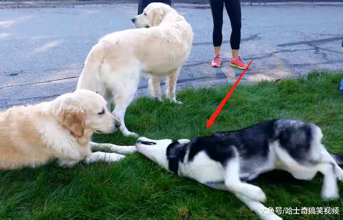 二哈想跟金毛“情侣”玩, 结果却被嫌弃: 主人不让我跟你玩