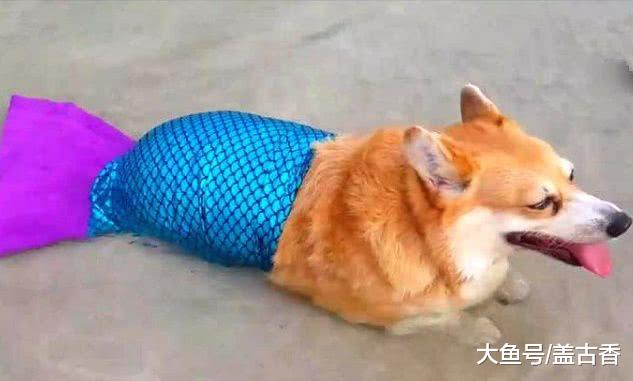 小伙伴海边游玩偶遇美人鱼，一探究竟后毁三观呐，应该叫他小狗鱼