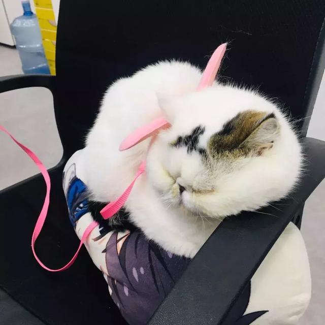 加菲猫每次出游都迷倒女孩子，被剃毛后自卑又低落，你说怎么办