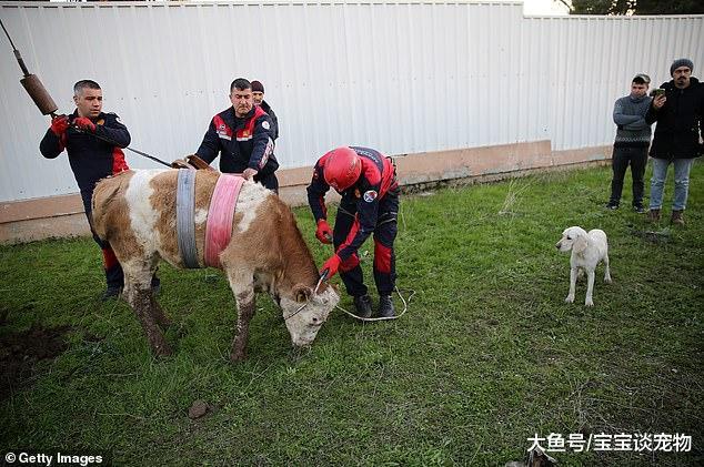 狗狗发现一头母牛掉进沙井中 引来救援人员，见证救援全程