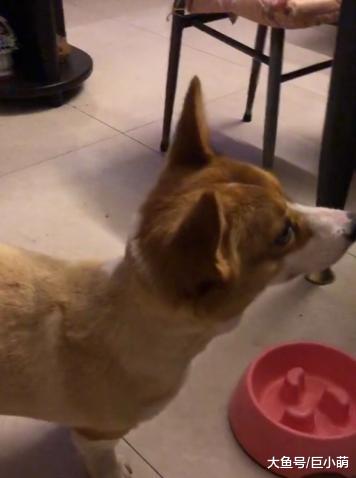 拒食训练实例：女儿训犬被爸爸干扰，反被狗狗训练全家