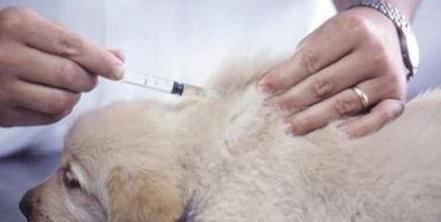 狗狗接种疫苗的5点错误, 你知道几个?