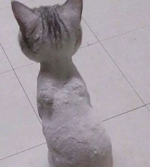 主人嫌猫咪太胖，于是就给它剃毛，当剃完以后，主人瞬间愣住了！