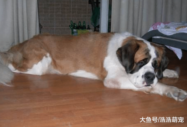 狗狗能不能喝酸奶？不是所有的都能喝，寵主要分清楚