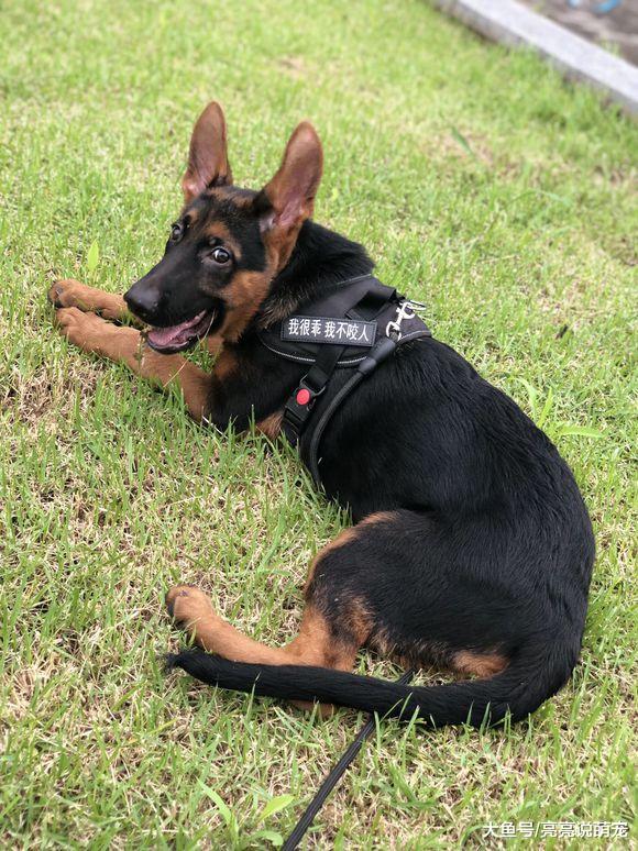 德牧偷偷跑出来玩，害怕被主人找到，它还知道隐蔽起来