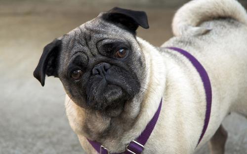 你家巴哥犬便便是不是很臭? 快来看看是什么原因吧!