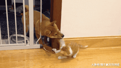 同时拥有猫和狗是什么体验？主人：你俩能不能少打一天