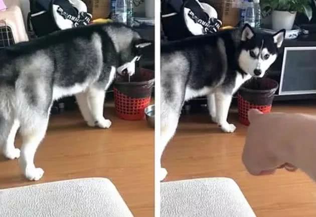 熟睡的二哈被音乐吵醒，将手机叼进垃圾桶，主人气急：给我捡出来