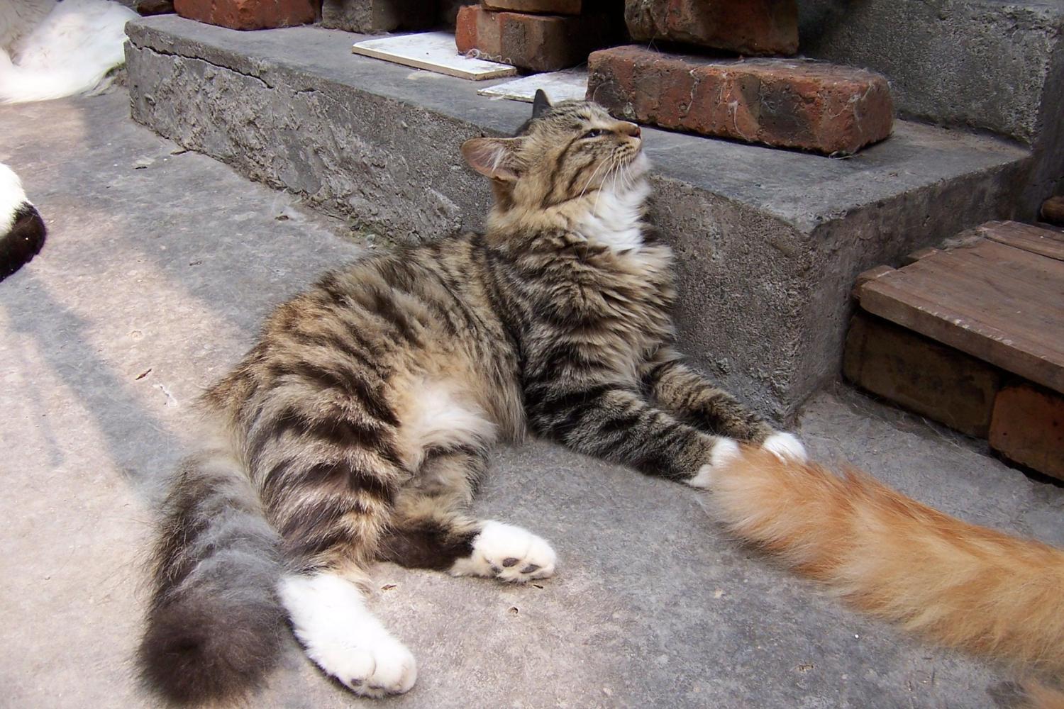 收养两只流浪猫，性格行为如此迥异，主人教不好无奈只能关笼子