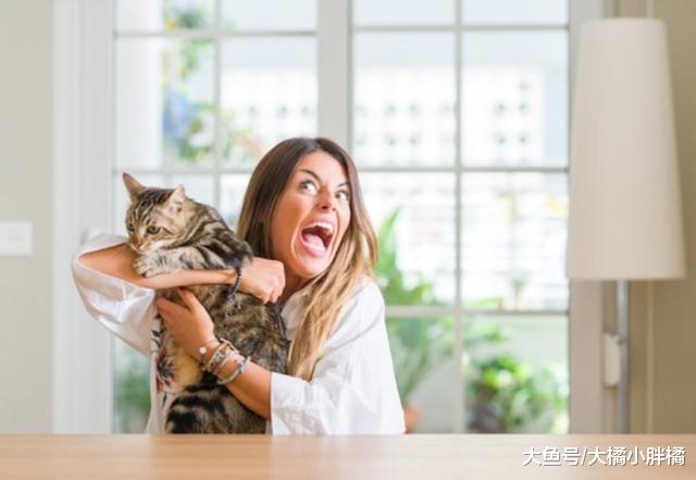训斥猫咪时得避免犯这6个错误，否则错上加错，到最后两败俱伤！