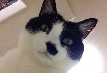 网友自述，每天醒来就像躺在手术台一般，而猫咪扮演着医生