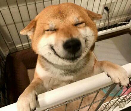 柴犬的笑容太暖了，看见它的笑，我的心情就好多了