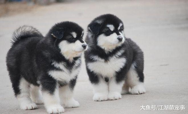 雪橇三傻为什么那么受欢迎？网友：小时候太可爱了