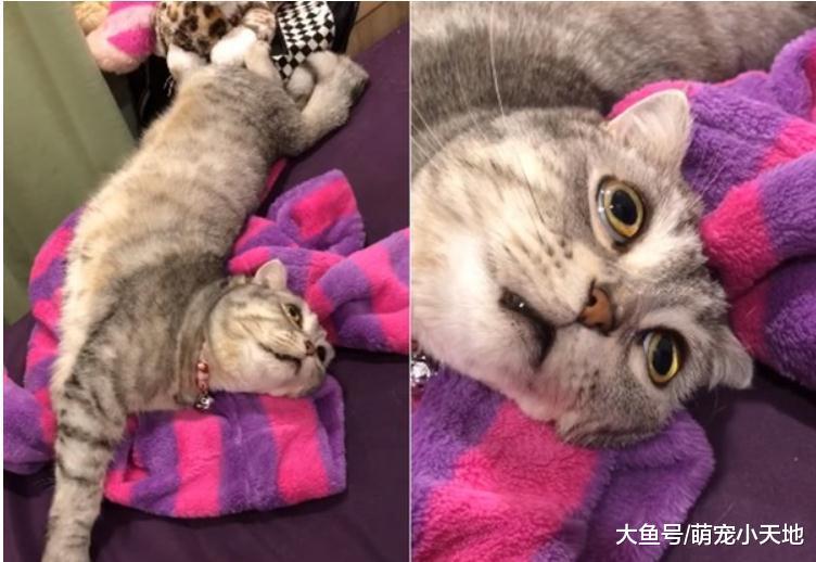 大眼喵歪嘴脖子还拗成90度变丧尸, 让爸爸看到吓一跳