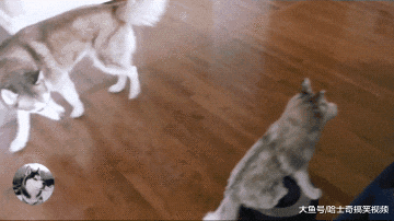 二哈总是咬扫地机，主人想了个“歪点子”，结果问题解决了